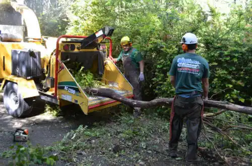 tree services Collegeville